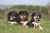 DOGUE DU TIBET 437